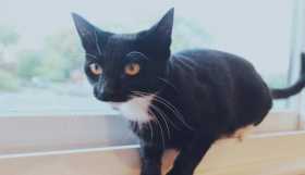 Lost Cat