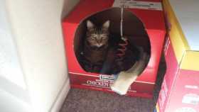 Lost Cat
