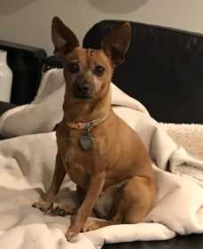 Lost Dog