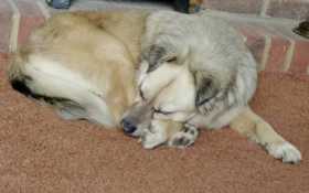 Lost Dog