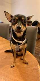 Lost Dog