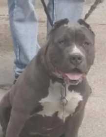 Lost Dog