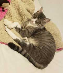 Lost Cat
