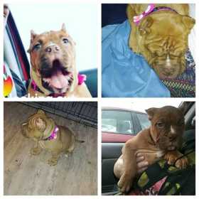 Lost Dog