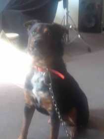 Lost Dog