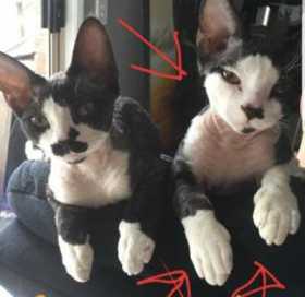Lost Cat