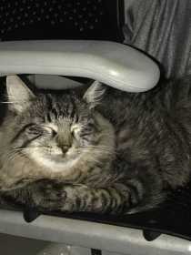 Lost Cat