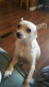 Lost Dog