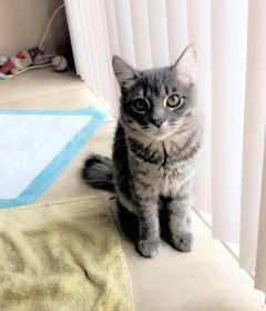 Lost Cat