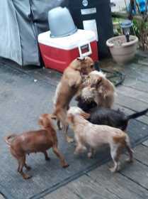 Lost Dog