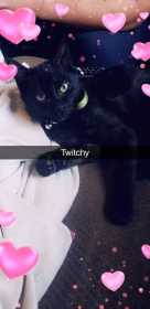 Lost Cat