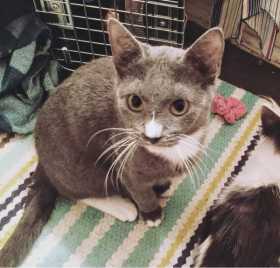 Lost Cat