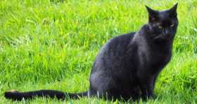 Lost Cat