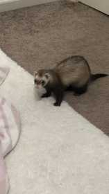 Lost Ferret