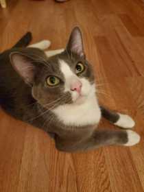 Lost Cat
