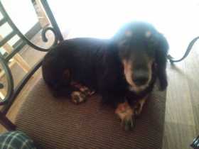 Lost Dog