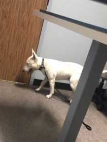Lost Dog
