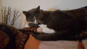 Lost Cat