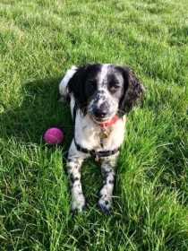 Lost Dog
