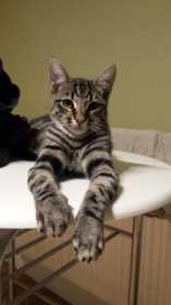 Lost Cat