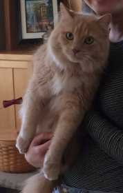 Lost Cat