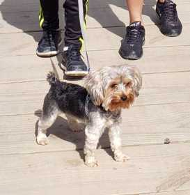 Lost Dog