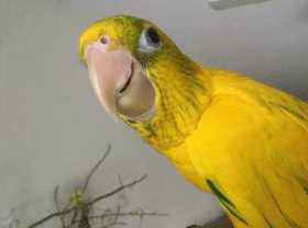 Lost Conure