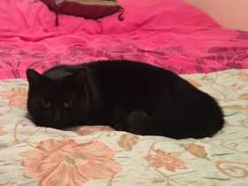 Lost Cat