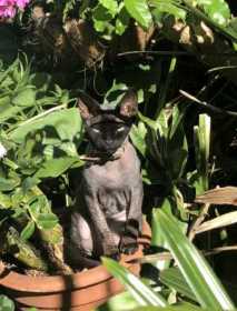 Lost Cat