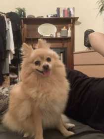Lost Dog