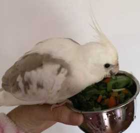 Lost Cockatiel