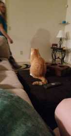 Lost Cat
