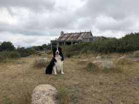 Lost Dog