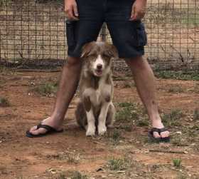 Lost Dog