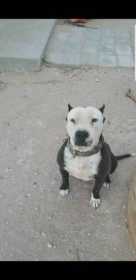 Lost Dog