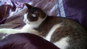 Lost Cat