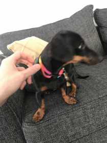 Lost Dog