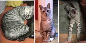 Lost Cat