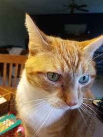 Lost Cat