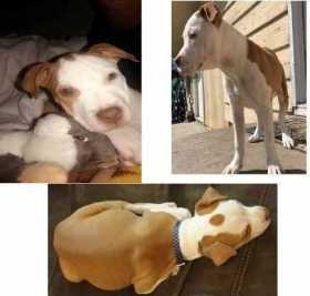 Lost Dog