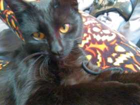 Lost Cat
