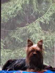 Lost Dog