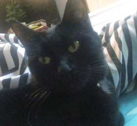 Lost Cat