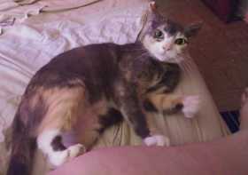 Lost Cat