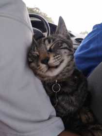 Lost Cat