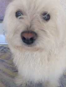 Lost Dog