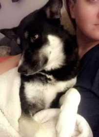 Lost Dog