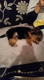 Lost Dog
