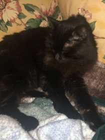 Lost Cat