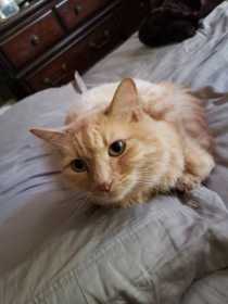 Lost Cat